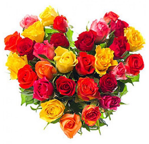 Luminous Hearty Selection of 30 Mixed Roses